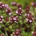 Discover the secrets of thyme essential oil