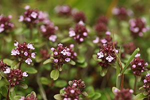 Thyme Essential Oil Profile