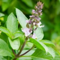 Basil Essential Oil - Ocimum basilicum ct. linalool