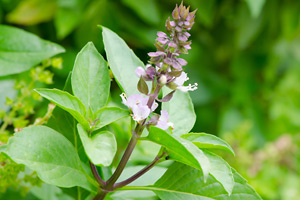 Basil Essential Oil - Ocimum basilicum ct. linalool