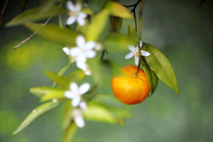 Mandarin fruit and flowers (Citrus reticulata)