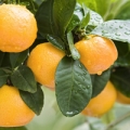 Mandarin essential oil is derived from the peel of the fruits