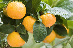Mandarin essential oil is derived from the peel of the fruits