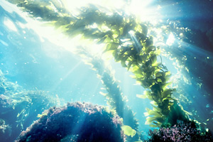 The Beauty Secrets Of Seaweed
