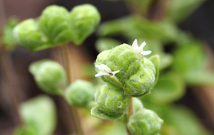 Sweet marjoram buds starting to open