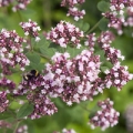 Blossoming flowers of Sweet Marjoram (Origanum majorana)