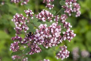 Blossoming flowers of Sweet Marjoram (Origanum majorana)