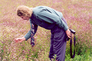 Geoff examines and photographs sweet marjoram flowers