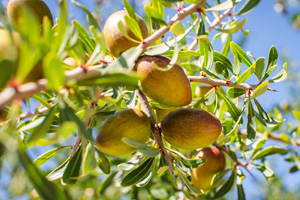 Argan nuts are cold pressed for the carrier oil