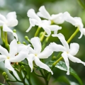 An in-depth look at Jasmine Sambac absolute in aromatherapy
