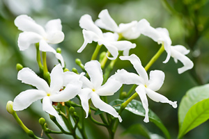 An in-depth look at Jasmine Sambac absolute in aromatherapy