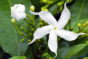 Jasminum sambac flowers