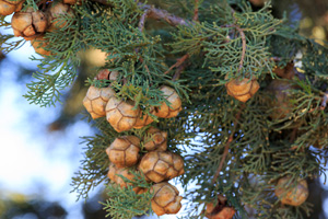 Cypress seed cones