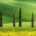 The leaves are the source of cypress essential oil
