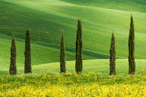 The leaves are the source of cypress essential oil