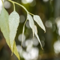 Leaves of the Eucalyptus radiata tree