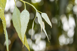 A Brief History Of Eucalyptus Radiata Essential Oil And It’s Uses