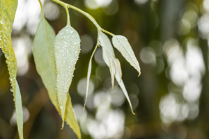 Leaves of the Eucalyptus radiata tree