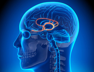 The Limbic System controls our emotional responses