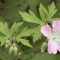 Geranium Bourbon flower in bloom