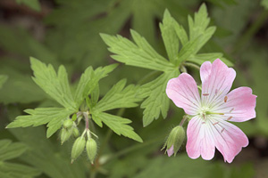 Geranium Bourbon flower in bloom