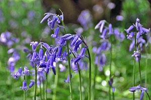 British bluebells (Primula vulgaris)