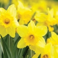 Daffodils blossoming in Spring