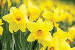 Daffodils blossoming in Spring