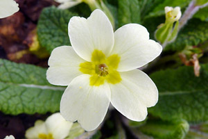 English primrose (Primula vulgaris)