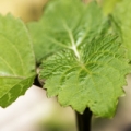 The leaves are the source of patchouli essential oil