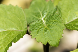 The leaves are the source of patchouli essential oil