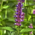 Blossoming flower of Peppermint (Mentha piperita)