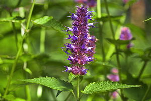 Blossoming flower of Peppermint (Mentha piperita)
