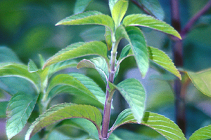 Mentha piperita leaves