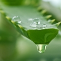 Aloe vera - the Miracle Healing Herb