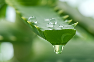 Aloe vera - the Miracle Healing Herb