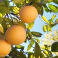 Ripe grapefruits on tree