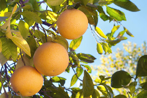 Ripe grapefruits on tree