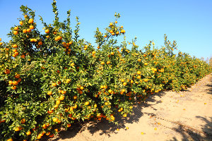 A grapefruit orchard in Florida