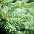 Fir silver essential oil is obtained from the leaves