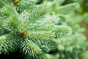 Fir silver essential oil is obtained from the leaves