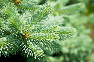 Silver Fir Essential Oil