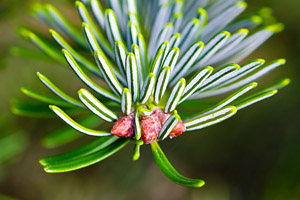 Silver fir needles are actually leaves.