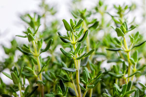 Sweet thyme leaves