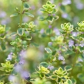 Sweet thyme essential oil profile