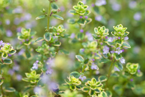 Sweet thyme essential oil profile