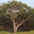 Niaouli tree, also known as the broad-leaved paperbark tree