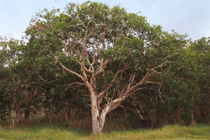 Niaouli tree, also known as the broad-leaved paperbark tree