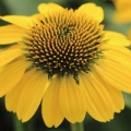Remedies such as Echinacea have been used for thousands of years