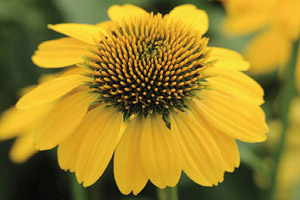 Remedies such as Echinacea have been used for thousands of years
